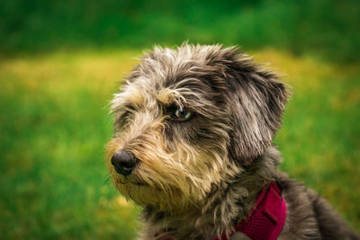 Close-up of dog looking away