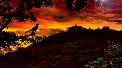 Silhouette of trees against orange sky