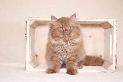 Portrait of cat sitting on wall