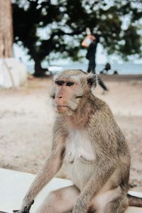 Close-up of female sitting looking away outdoors