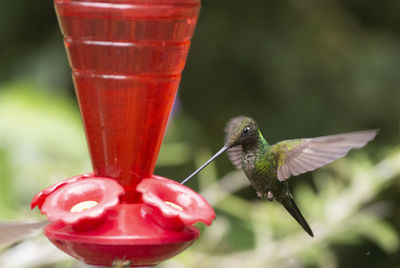 Close-up of red bird flying