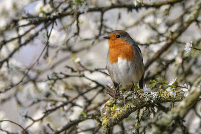 Low angle view of bird perching on tree