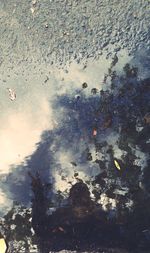 Reflection of trees in water