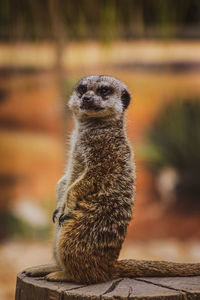 Close-up of meerkat