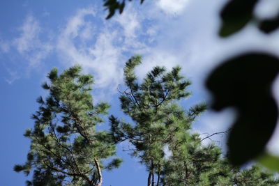 Low angle view of trees against sky