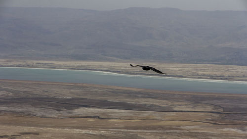 View of birds in water
