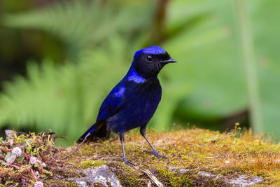 Close-up of bird perching on a field