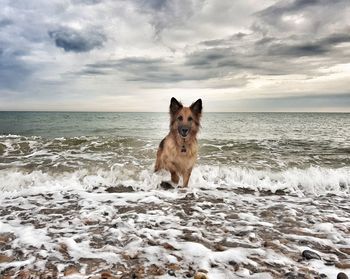 Dog on the beach