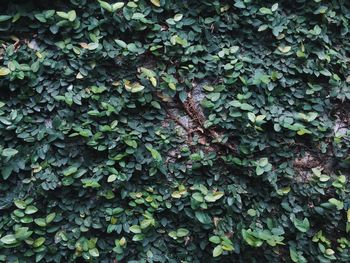 Full frame shot of ivy on wall