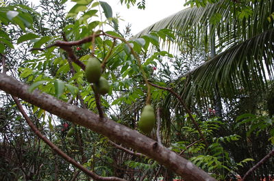 Low angle view of trees