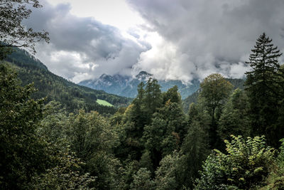 Scenic view of forest and mountains against sky