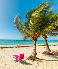 Coconut palm tree on beach against sky