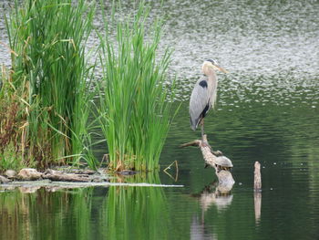 Bird perching on a lake