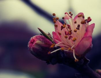 Close-up of flowers blooming outdoors