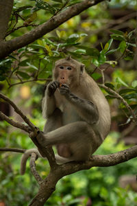 Long-tailed macaque sits on branch eating biscuit