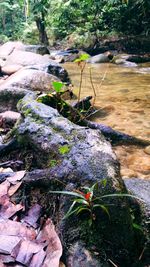 Close-up of moss growing on rock