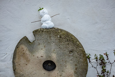 Close-up of bird perching on white wall