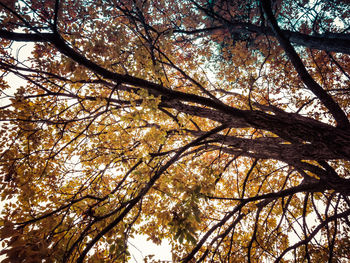 Low angle view of trees