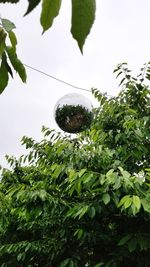 Low angle view of plants against sky