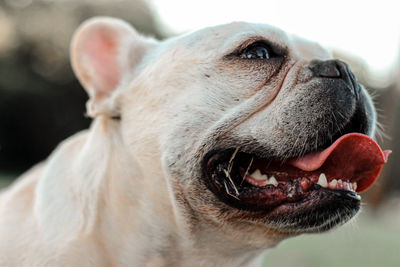 Close-up of a dog looking away