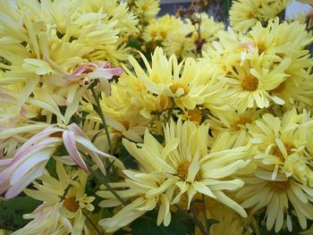 Close-up of yellow flower