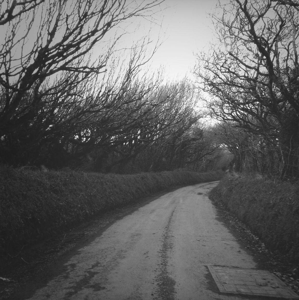 the way forward, tree, diminishing perspective, road, tranquility, vanishing point, bare tree, tranquil scene, dirt road, transportation, nature, growth, sky, empty road, clear sky, branch, country road, landscape, street, beauty in nature