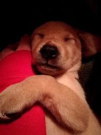 Close-up of dog sleeping on sofa