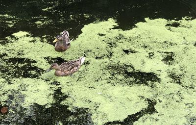 High angle view of birds swimming in lake