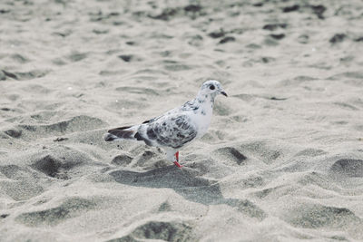 High angle view of seagull on beach