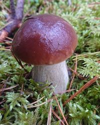 Close-up of mushroom growing on field