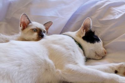 View of a cat lying on bed