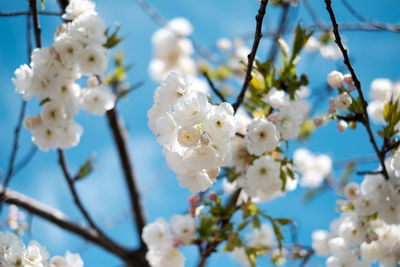 Low angle view of apple blossoms in spring