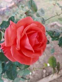 Close-up of red rose