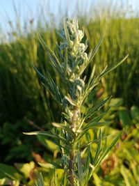 Close-up of crops growing on field