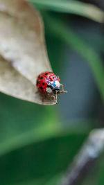 Close-up of ladybug on leaf