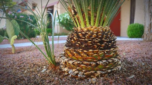 Close-up of potted plant