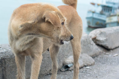 Close-up of dog standing outdoors