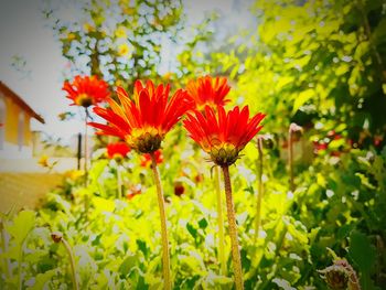 Close-up of red flowers blooming against sky