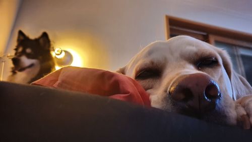 Close-up of dog resting