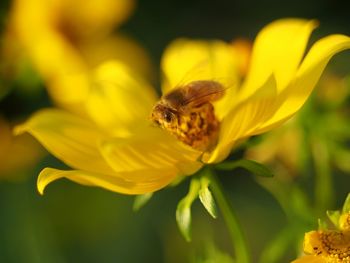 Close-up of bee pollinating on yellow flower