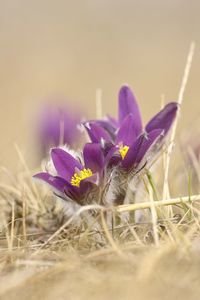 Close-up of purple crocus flower on field