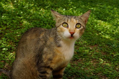 Portrait of a cat on field