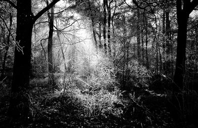 Trees in forest