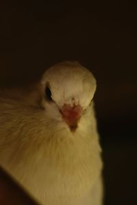 Close-up of a bird against black background