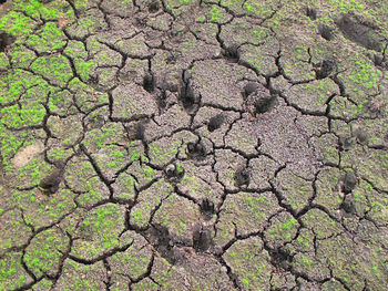 Full frame shot of dry plants on land