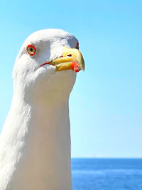 Close-up of seagull against blue sky