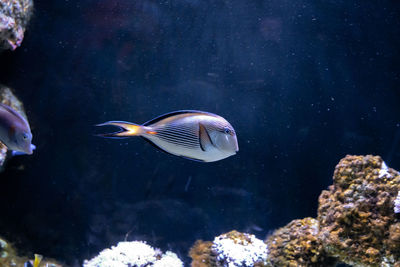 Fish swimming in sea