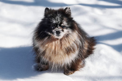 Close-up of cat on snow