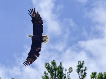 Low angle view of eagle flying against sky