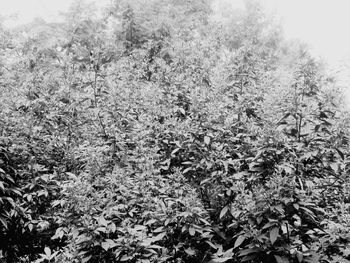 Full frame shot of flowering plants during winter